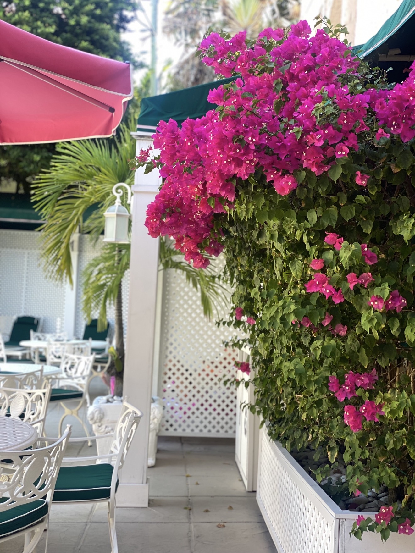 Bougainvillea over a white wrought-iron terrace