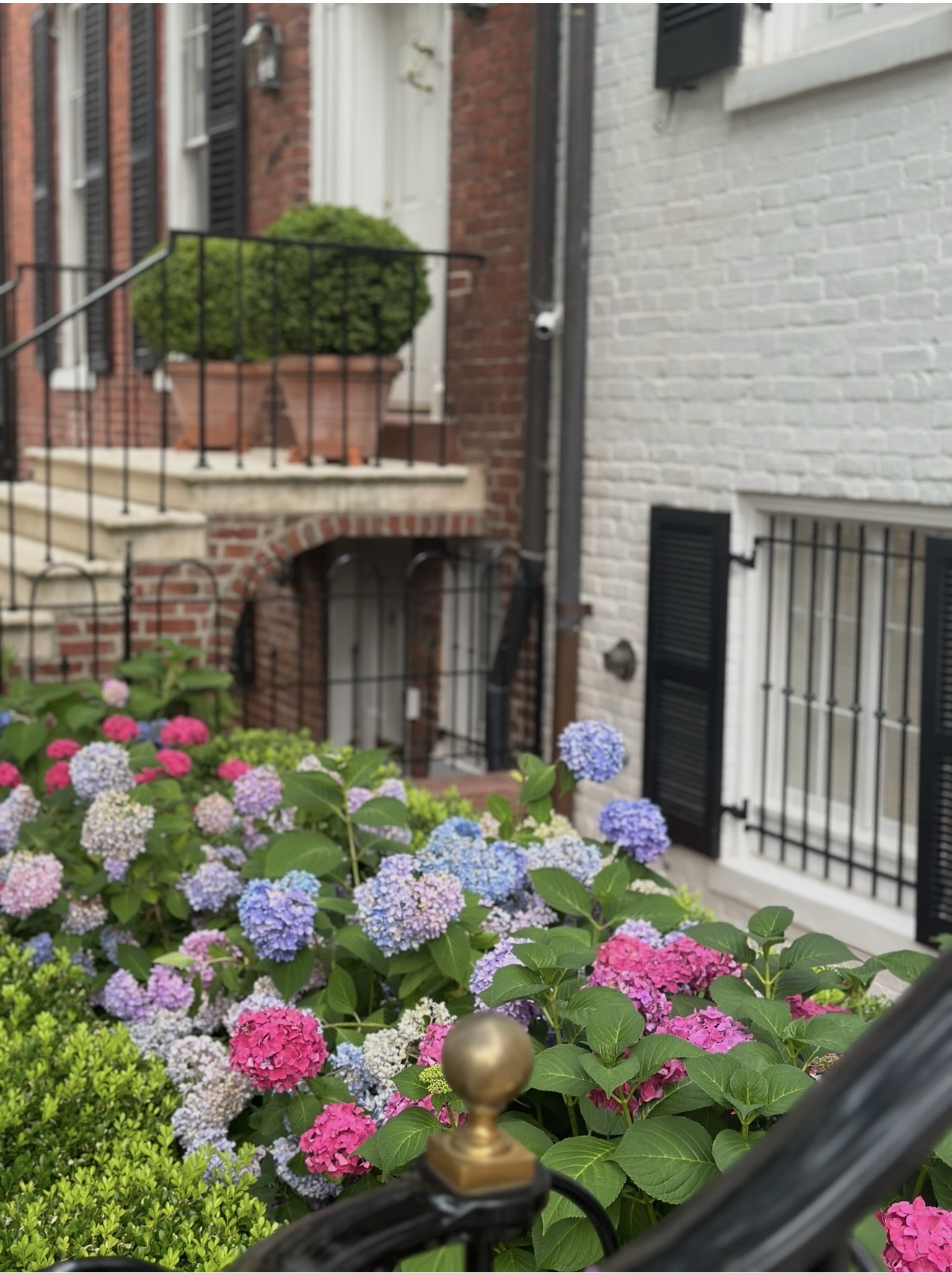 Hydrangeas in front of a Georgetown townhouse